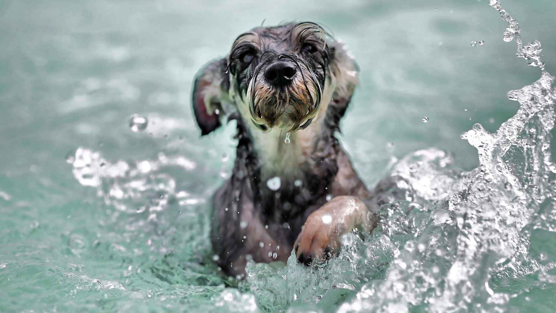 foto de perro nadando
